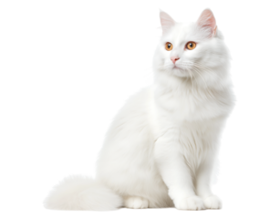 Graceful White Cat with Amber Eyes isolated on a transparent background