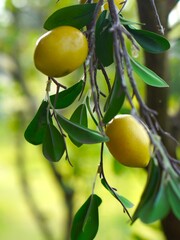 yellow lemon on tree