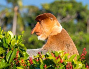 Fototapeta premium Proboscis monkey in profile