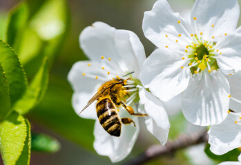 Bee pollinating in the blooming cherry garden