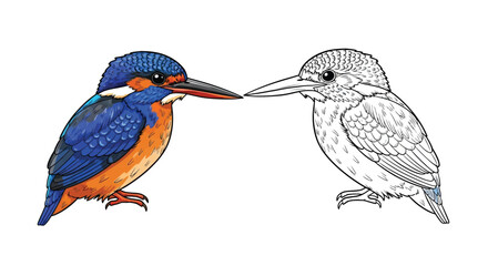 Obraz premium African Pygmy Kingfisher Coloring Page Dual Style Full Color and Outline Art