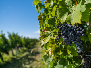 Fototapeta premium blue grapes in green vineyard