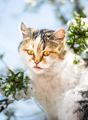 Beautiful spring ginger cat portrait