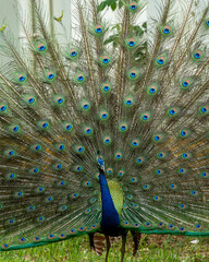 Obraz premium Indian peacock dancing with its feathers out