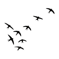 A flock of flying swallows in silhouette. Vector illustration of a group of migratory birds isolated on a white background.