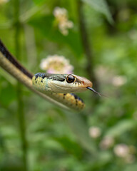 Bronze-back tree snake does the tongue flick