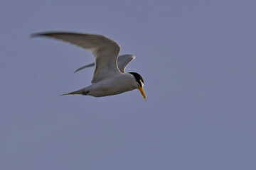 Least Tern (Sternula antillarum) adult in flight, close, Antigua and Barbuda, West Indies.