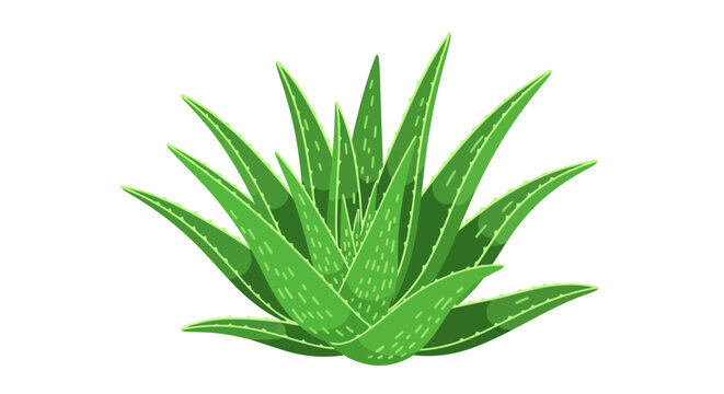 Stylized depiction of an aloe vera plant, showcasing its vibrant green leaves and distinctive shape, ideal for design projects or health related
