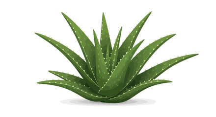 Fototapeta premium Vibrant Aloe Vera Plant Illustration Showcasing Its Lush Green Leaves and Medicinal Qualities Isolated on White Background