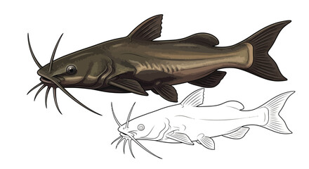 Obraz premium Catfish from African Rivers Coloring Page with Dual Artistic Styles for Education and Fun