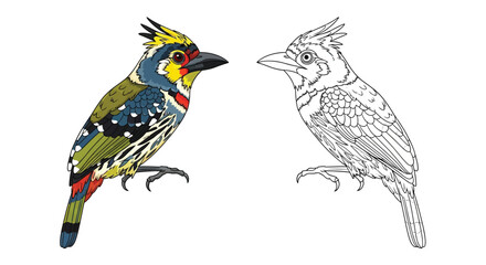 Obraz premium Crested Barbet Dual Style Coloring Page with a Detailed Outline and Full Color Reference