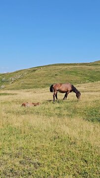 cavalli al pascolo allo stato brado in montagna video 9:16 