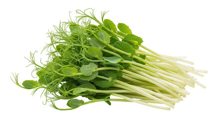 Isolated Pile of Pea Sprouts