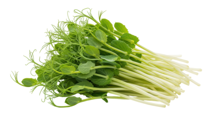 Isolated Pile of Pea Sprouts