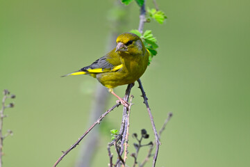 European greenfinch // Grünfink (Chloris chloris)