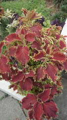 Crimson Coleus Plant with Intricate Leaf Details