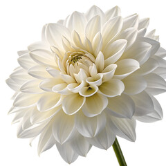 dahlia white on transparent background png