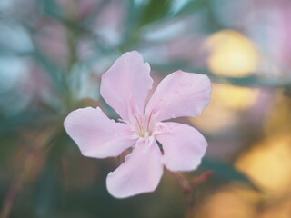 Soft focus,Beautiful pink  flower blooming on blurred background 