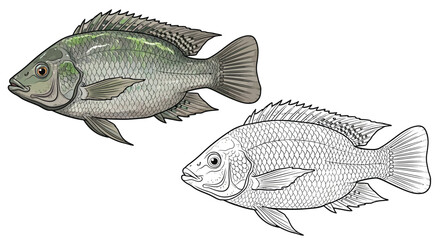 Obraz premium Nile Tilapia Dual View Coloring Page with Two Artistic Variants for Students and Artists