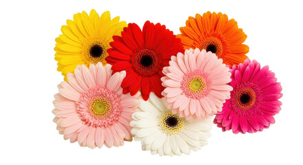 Isolated Assortment of Colorful Gerbera Daisies © Julie