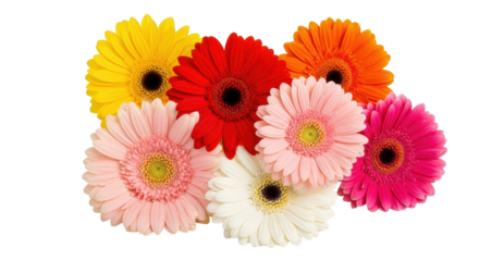 Isolated Assortment of Colorful Gerbera Daisies