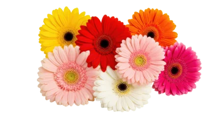 Fotobehang Gerbera Isolated Assortment of Colorful Gerbera Daisies  © Julie