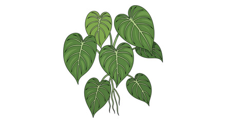 Botanical Illustration of Lush Green Heart-Shaped Leaves with Detailed Veining on Isolated White Background, a Tropical Plant Concept