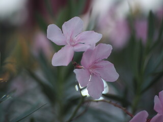 Soft focus,Beautiful pink  flower blooming on blurred background  in dark tone