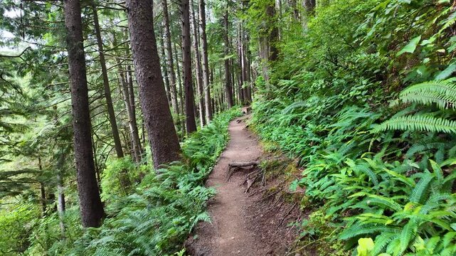 Lush green forest trail with mossy trees at Cape Falcon on the Oregon Coast, USA, leading toward the lookout, filmed in smooth 4K on a pocket camera with gimbal stabilizer for cinematic hiking scenes