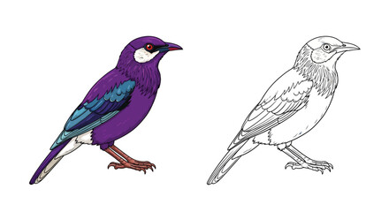 Obraz premium Violet Backed Starling Coloring Page with Two Artistic Variants for Students and Artists