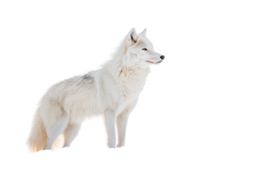 Arctic wolf walking sideways isolated on transparent background