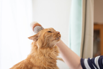 ネコにブラシをかける飼い主　茶トラ猫	