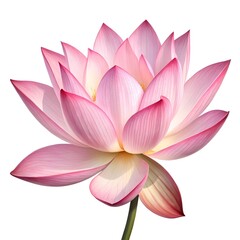 Pink lotus flower isolated on white background, a symbol of purity and enlightenment
