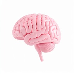 Realistic 3D Human Brain Isolated on White Background for Anatomy and Educational Concept