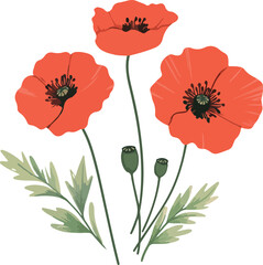 Obraz premium Vibrant red poppies bloom with green leaves and buds on a white background