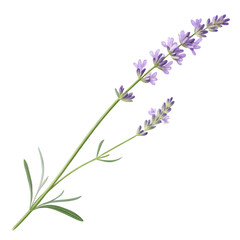 A sprig of lavender isolated on transparent background, a fragrant and calming herb