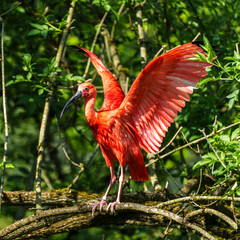 Naklejka premium The Scarlet ibis, Eudocimus ruber is a species of ibis in the bird family Threskiornithidae.
