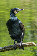 The great cormorant, Phalacrocorax carbo sitting on a branch