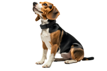 Cute beagle dog sitting attentively isolated on transparent background