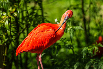 The Scarlet ibis, Eudocimus ruber is a species of ibis in the bird family Threskiornithidae.