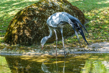 The Blue Crane, Grus paradisea, is an endangered bird