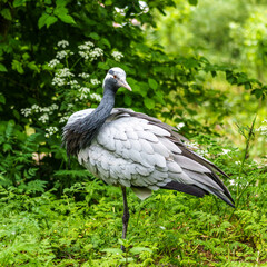 Demoiselle Crane, Anthropoides virgo are living in the bright green meadow during the day time