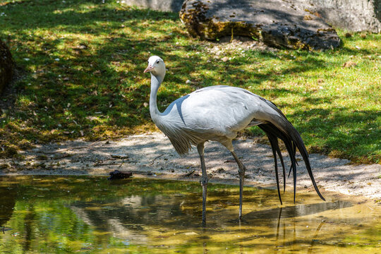 The Blue Crane, Grus paradisea, is an endangered bird