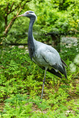 Demoiselle Crane, Anthropoides virgo are living in the bright green meadow during the day time