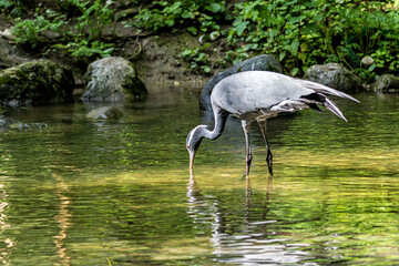 Demoiselle Crane, Anthropoides virgo are living in the bright green meadow during the day time