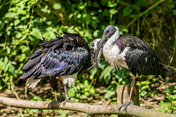 The Straw-necked Ibis, Threskiornis spinicollis is a bird of the ibis family