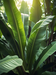 Fototapeta premium green banana leaves