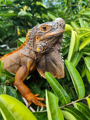 Orange iguana is sunbathing on a green leafy tree trunk, in the morning, with a natural blurred background.