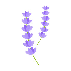 Lavender Flower Vector Illustration on White Background