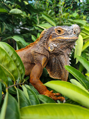 Orange iguana is sunbathing on a green leafy tree trunk, in the morning, with a natural blurred background.